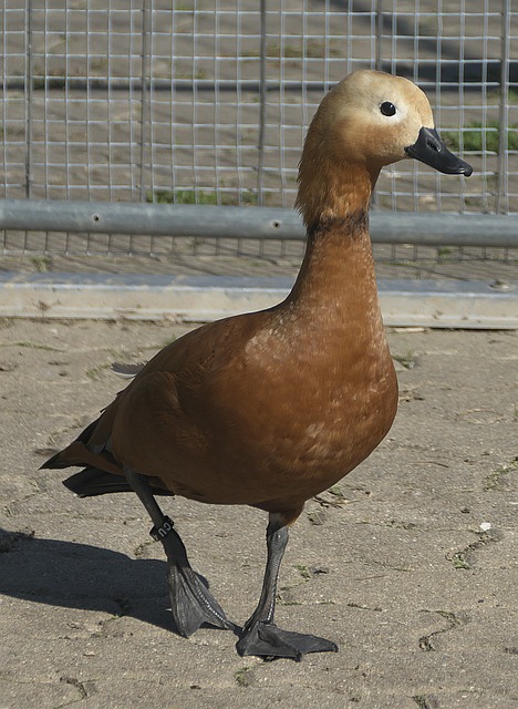 中央海岸水